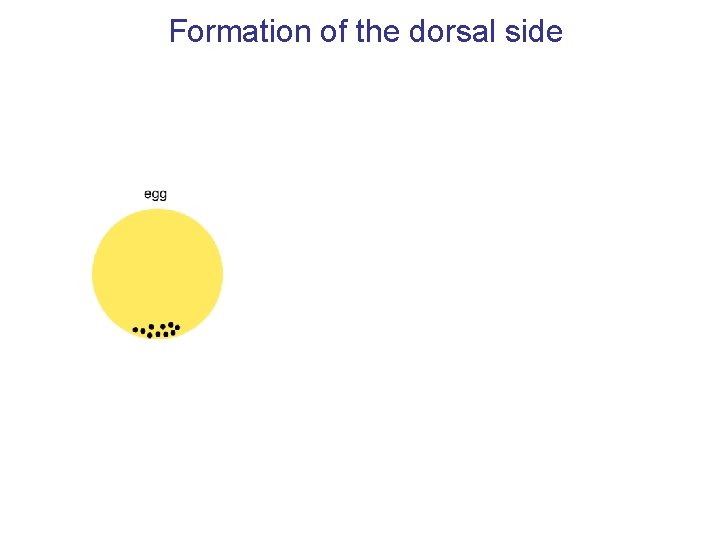 Formation of the dorsal side 