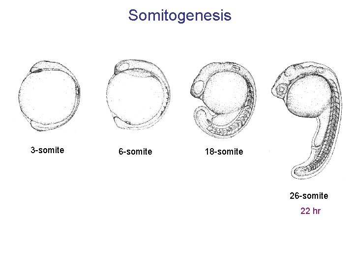 Somitogenesis 3 -somite 6 -somite 18 -somite 26 -somite 22 hr 