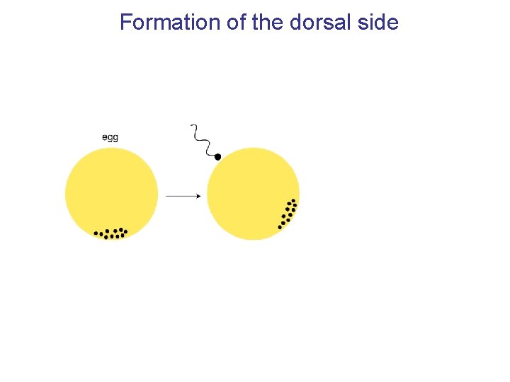 Formation of the dorsal side 