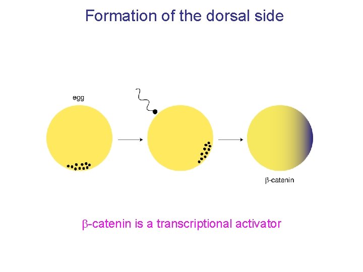 Formation of the dorsal side b-catenin is a transcriptional activator 