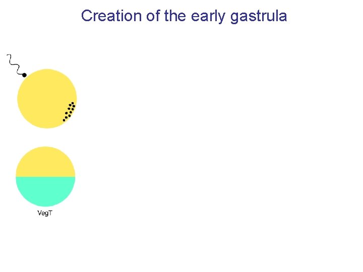 Creation of the early gastrula 