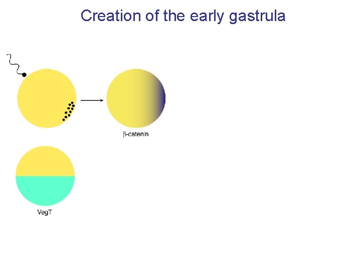 Creation of the early gastrula 