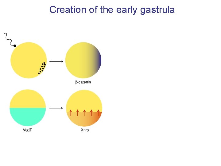 Creation of the early gastrula 