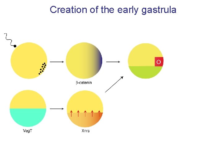 Creation of the early gastrula 