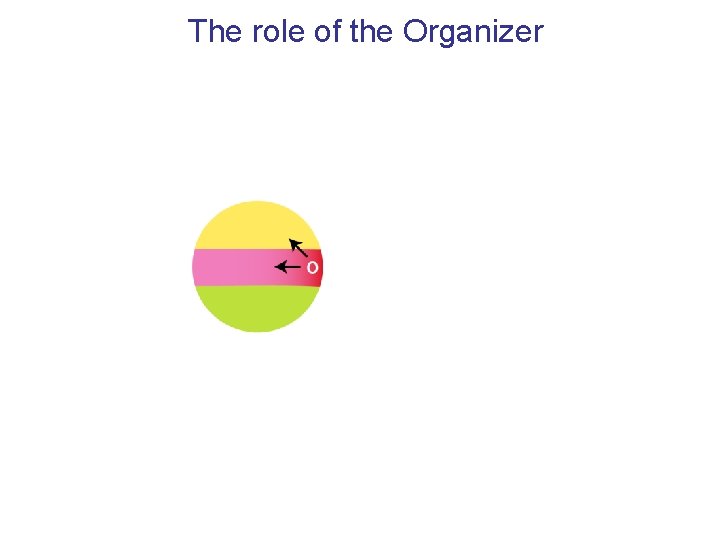 The role of the Organizer 
