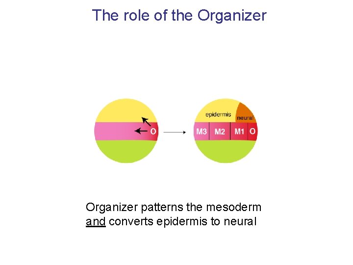 The role of the Organizer patterns the mesoderm and converts epidermis to neural 
