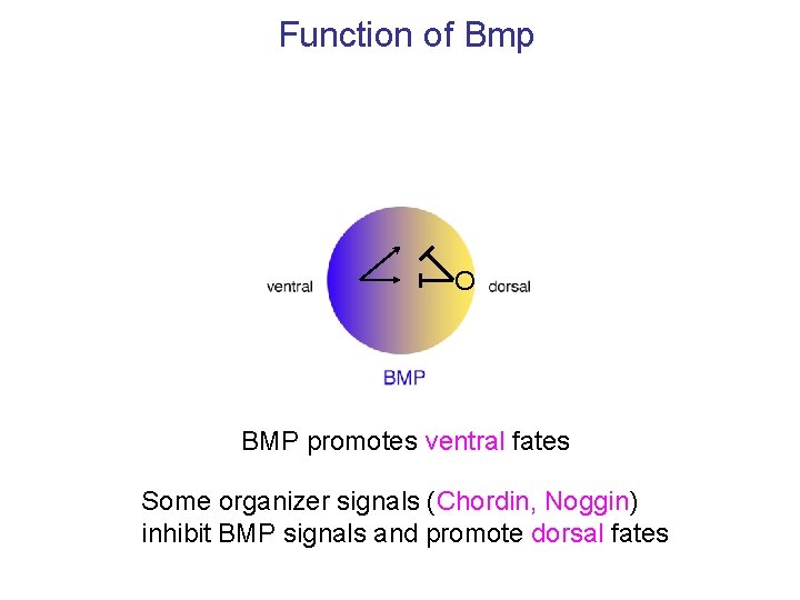Function of Bmp O BMP promotes ventral fates Some organizer signals (Chordin, Noggin) inhibit