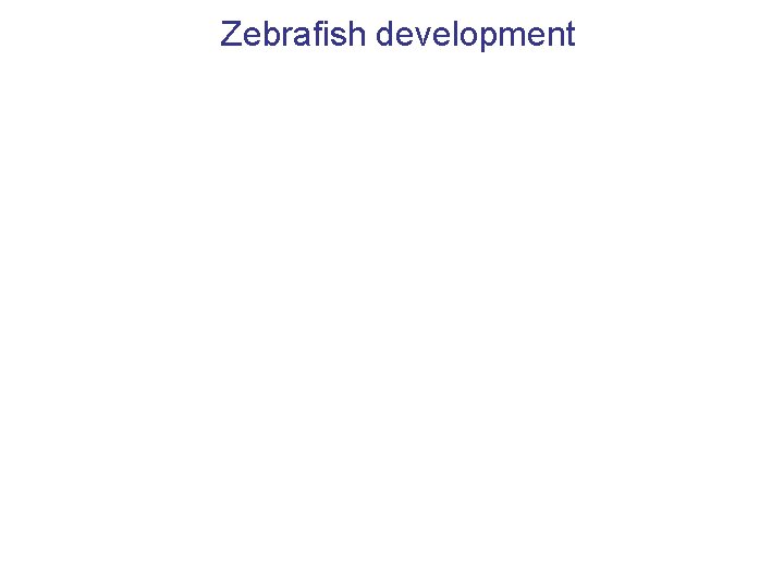 Zebrafish development 