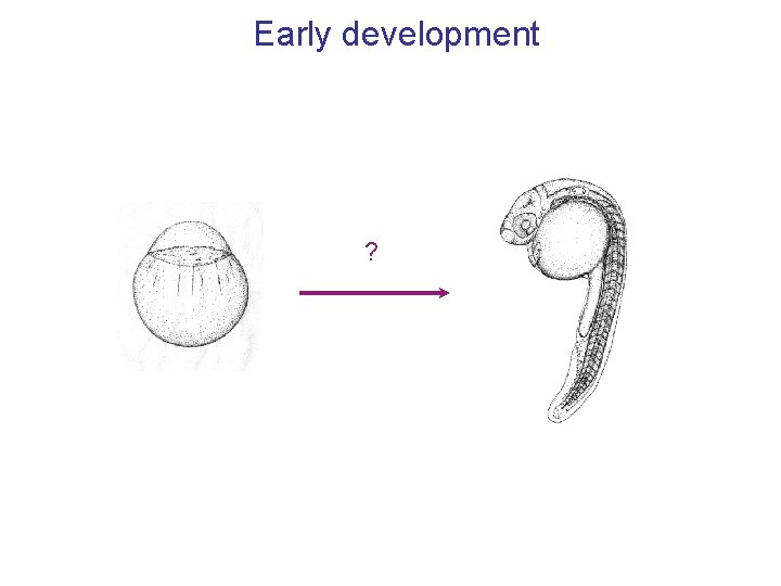Early development ? 