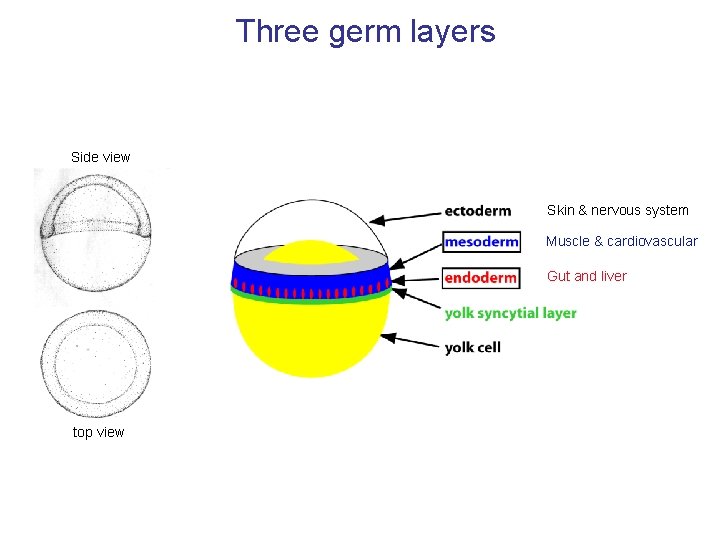 Three germ layers Side view Skin & nervous system Muscle & cardiovascular Gut and