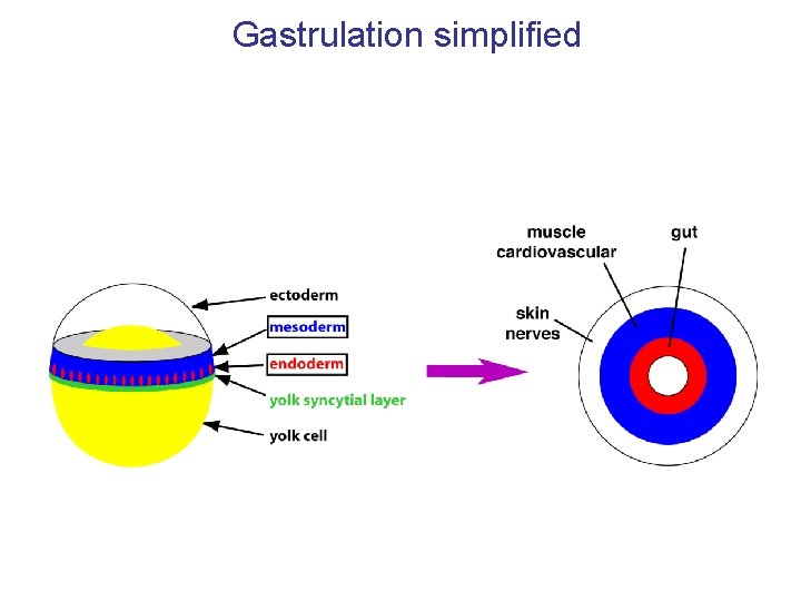 Gastrulation simplified 