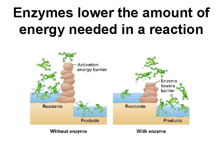 Enzymes lower the amount of energy needed in a reaction 