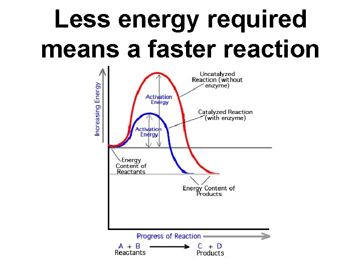 Less energy required means a faster reaction 