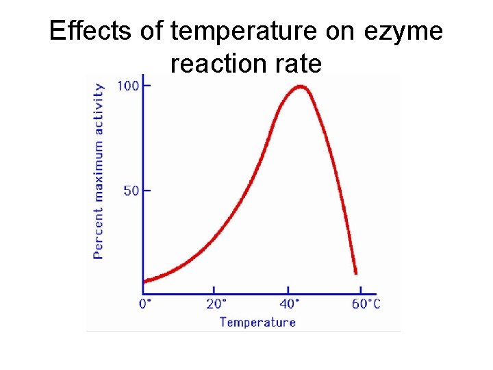 Effects of temperature on ezyme reaction rate 