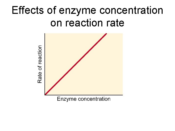 Effects of enzyme concentration on reaction rate 