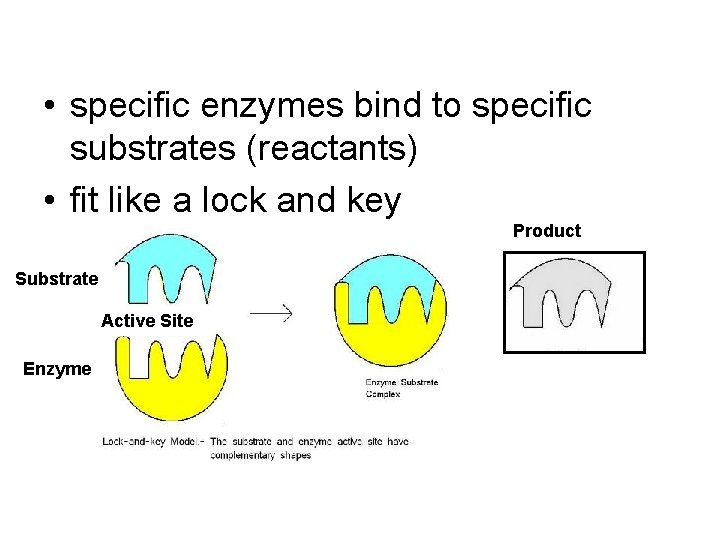 • specific enzymes bind to specific substrates (reactants) • fit like a lock
