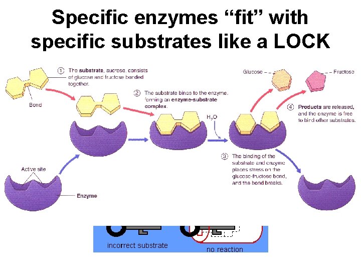 Specific enzymes “fit” with specific substrates like a LOCK and KEY 