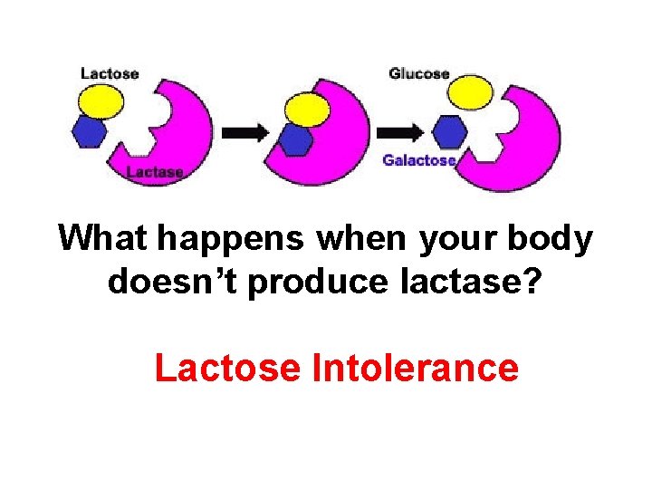 What happens when your body doesn’t produce lactase? Lactose Intolerance 