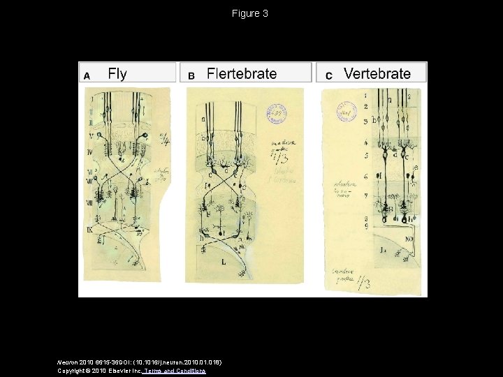 Design Principles of Insect and Vertebrate Visual Systems