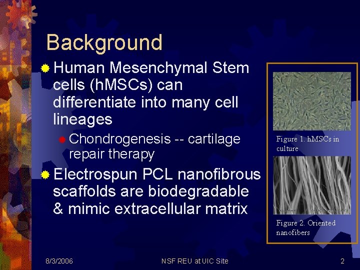 Background ® Human Mesenchymal Stem cells (h. MSCs) can differentiate into many cell lineages