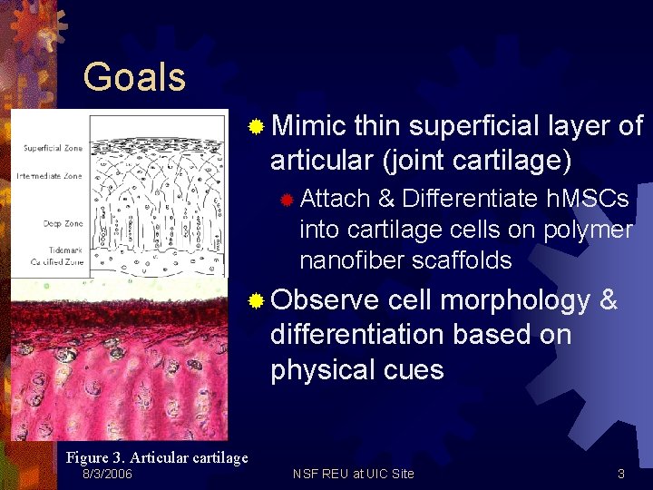 Goals ® Mimic thin superficial layer of articular (joint cartilage) ® Attach & Differentiate