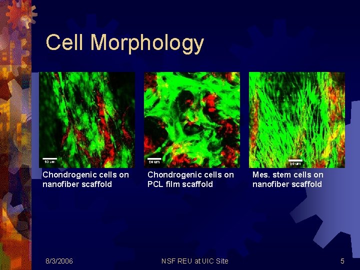 Cell Morphology Chondrogenic cells on nanofiber scaffold 8/3/2006 Chondrogenic cells on PCL film scaffold