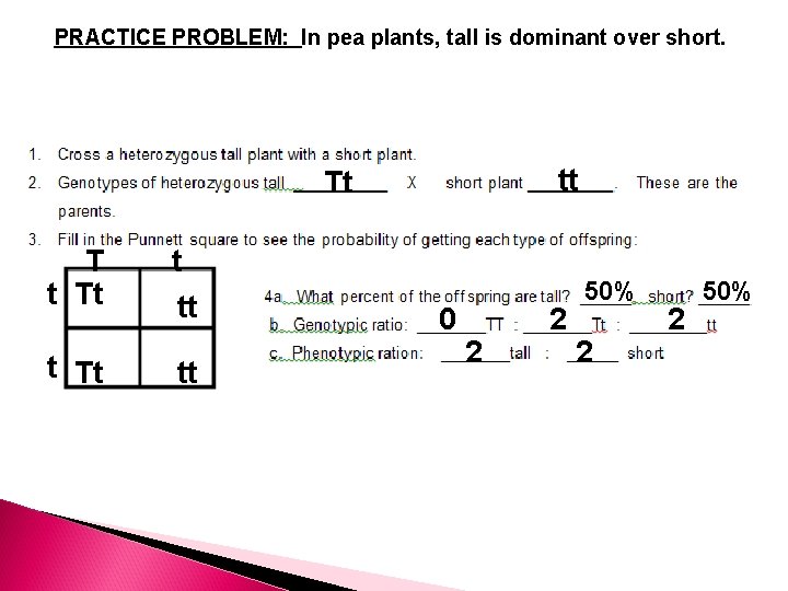 PRACTICE PROBLEM: In pea plants, tall is dominant over short. Tt T t t