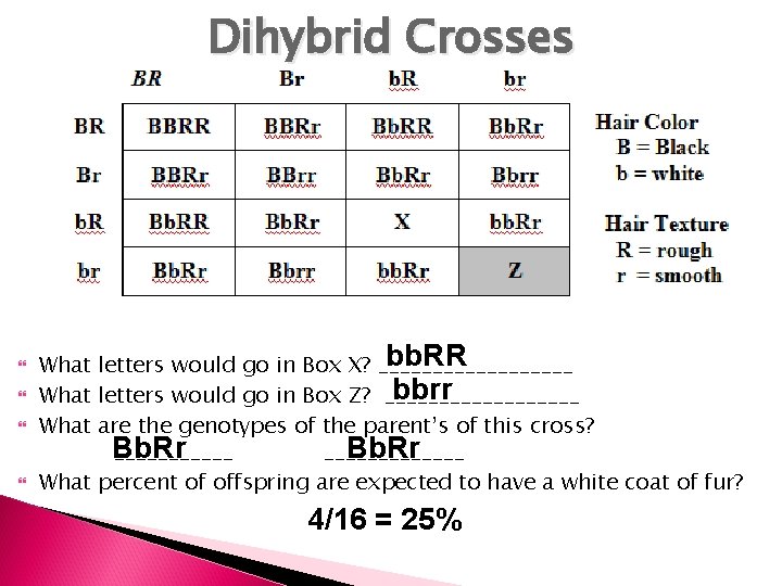 Dihybrid Crosses bb. RR What letters would go in Box X? _________ bbrr What