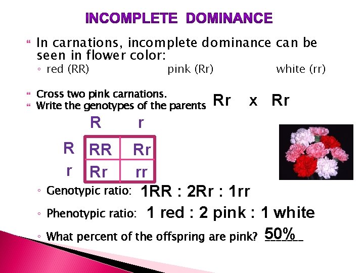  In carnations, incomplete dominance can be seen in flower color: ◦ red (RR)