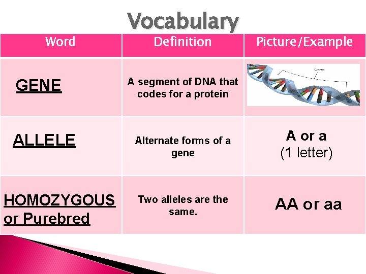 Word GENE ALLELE HOMOZYGOUS or Purebred Vocabulary Definition Picture/Example A segment of DNA that