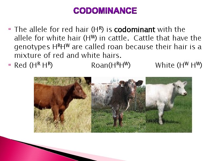  The allele for red hair (HR) is codominant with the allele for white