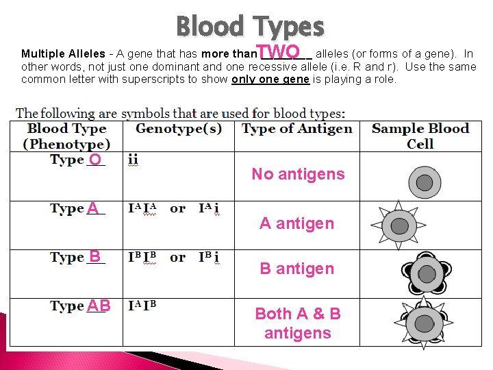 Blood Types TWO Multiple Alleles - A gene that has more than ____ alleles