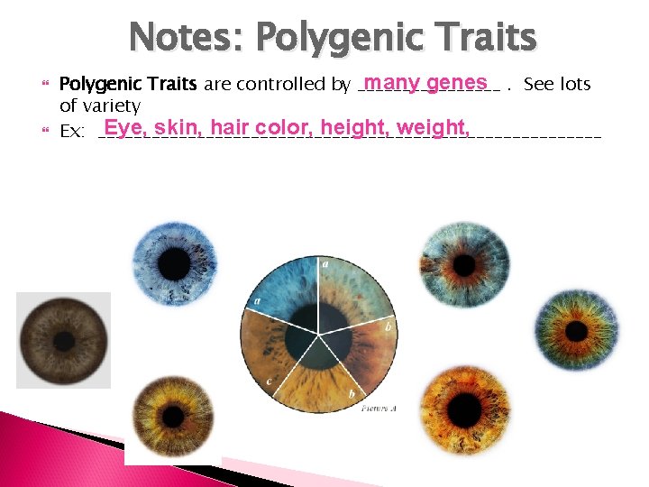 Notes: Polygenic Traits many genes. See lots Polygenic Traits are controlled by ________ of