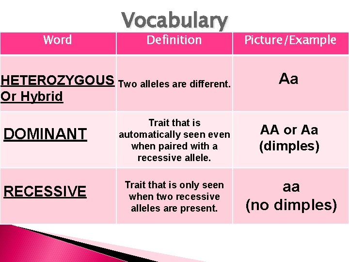 Word Vocabulary Definition HETEROZYGOUS Two alleles are different. Or Hybrid DOMINANT RECESSIVE Picture/Example Aa