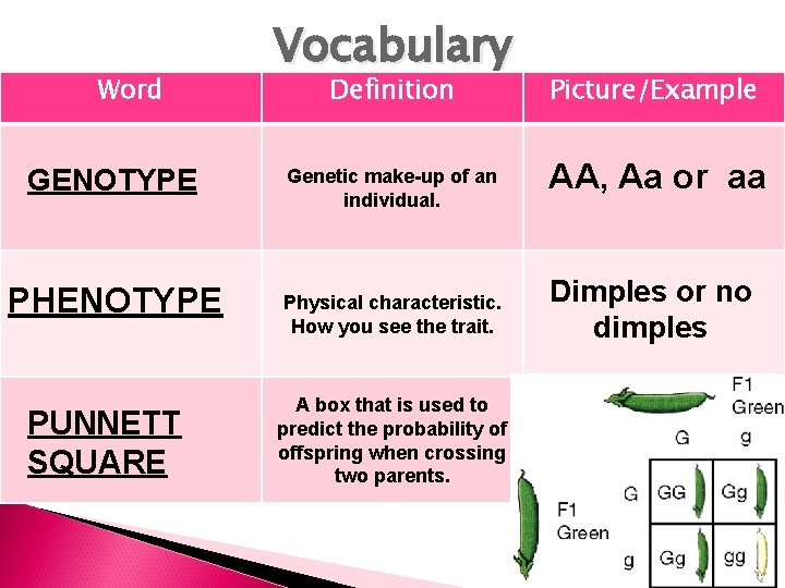 Word GENOTYPE PHENOTYPE PUNNETT SQUARE Vocabulary Definition Picture/Example Genetic make-up of an individual. AA,