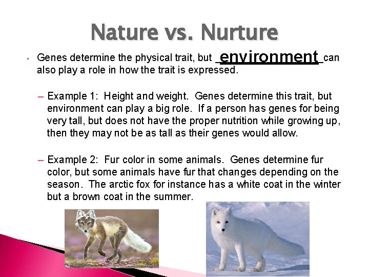 Nature vs. Nurture • environment Genes determine the physical trait, but __________can also play