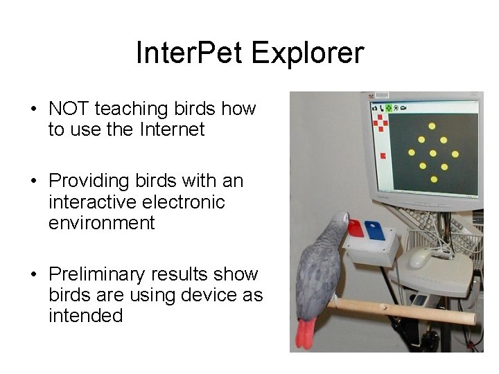 Inter. Pet Explorer • NOT teaching birds how to use the Internet • Providing