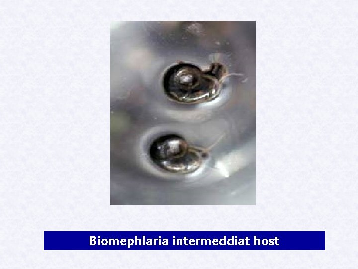 Biomephlaria intermeddiat host 