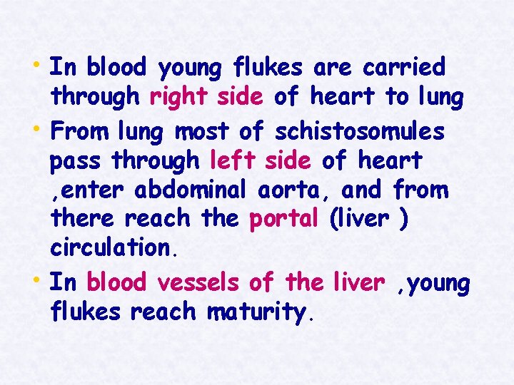  • In blood young flukes are carried • • through right side of