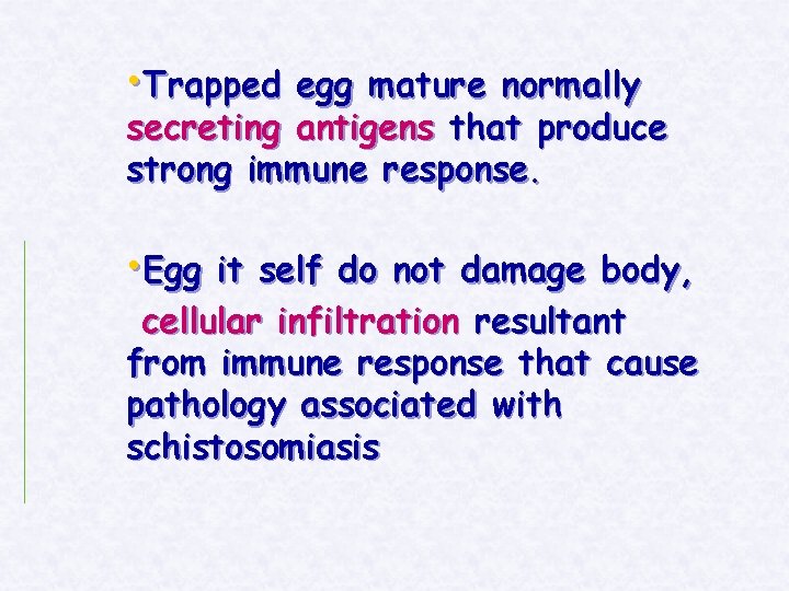  • Trapped egg mature normally secreting antigens that produce strong immune response. •