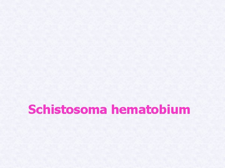 Schistosoma hematobium 