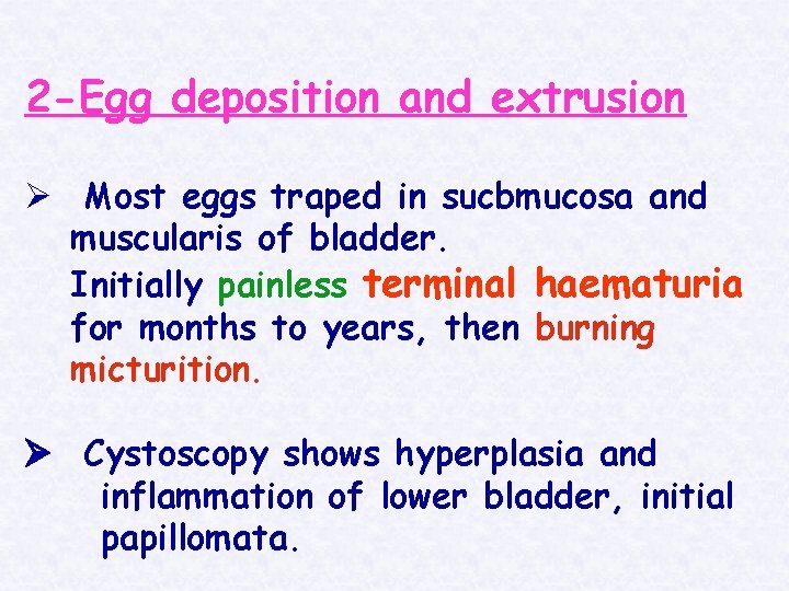 2 -Egg deposition and extrusion Ø Most eggs traped in sucbmucosa and muscularis of