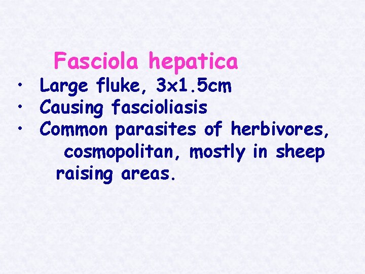 Fasciola hepatica • Large fluke, 3 x 1. 5 cm • Causing fascioliasis •
