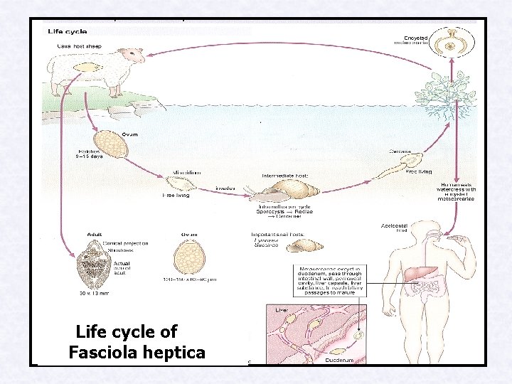 Life cycle of Fasciola heptica 