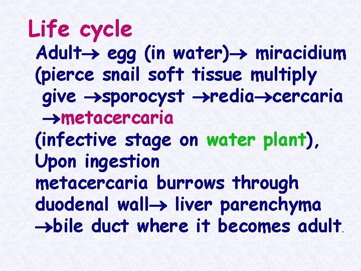 Life cycle Adult egg (in water) miracidium (pierce snail soft tissue multiply give sporocyst