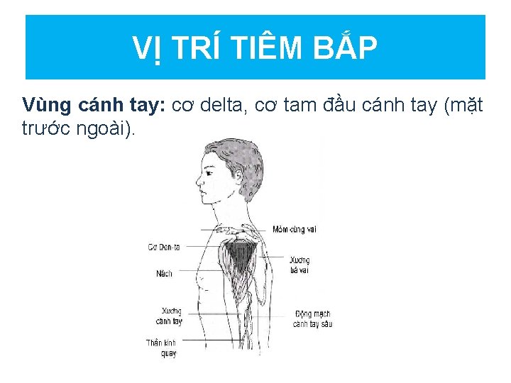 VỊ TRÍ TIÊM BẮP Vùng cánh tay: cơ delta, cơ tam đầu cánh tay