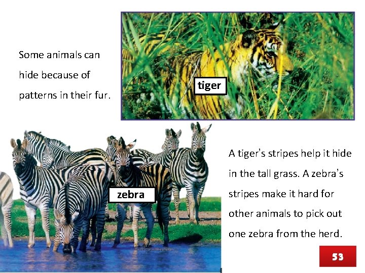 Some animals can hide because of tiger patterns in their fur. A tiger’s stripes