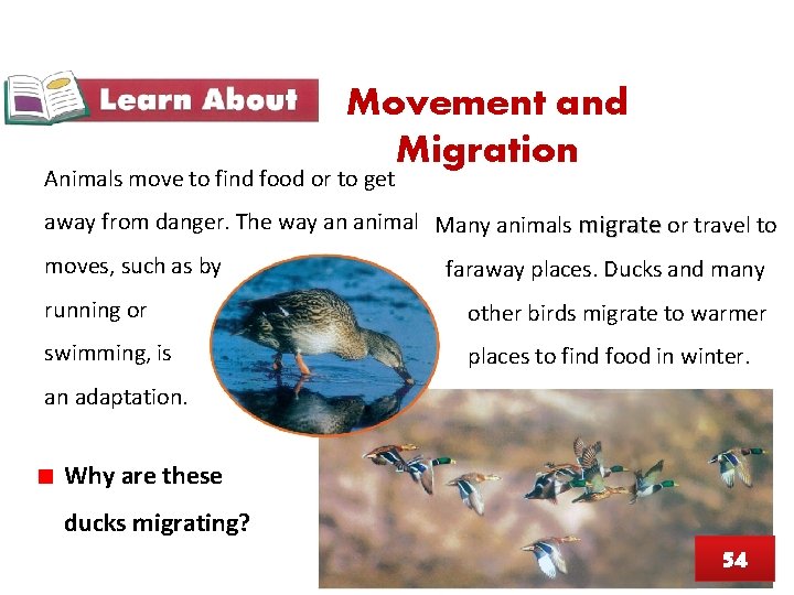 Movement and Migration Animals move to find food or to get away from danger.