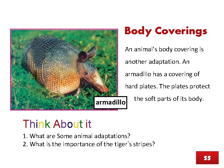 Body Coverings An animal’s body covering is another adaptation. An armadillo has a covering