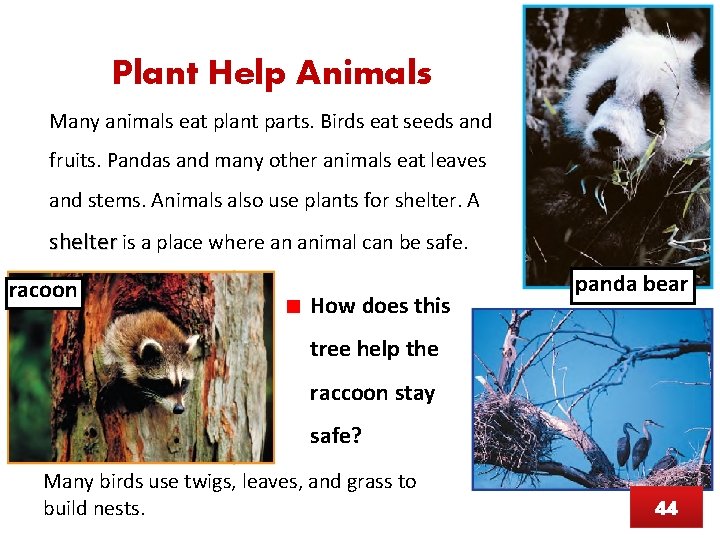 Plant Help Animals Many animals eat plant parts. Birds eat seeds and fruits. Pandas